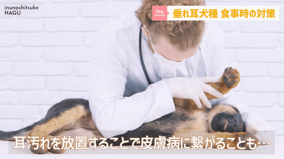 わんちゃんのあるある行動…その対策法をトレーナーが解説します！