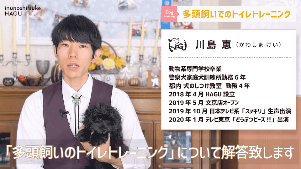 どうすればいい？！多頭飼いのトイレトレーニング方法を解説！