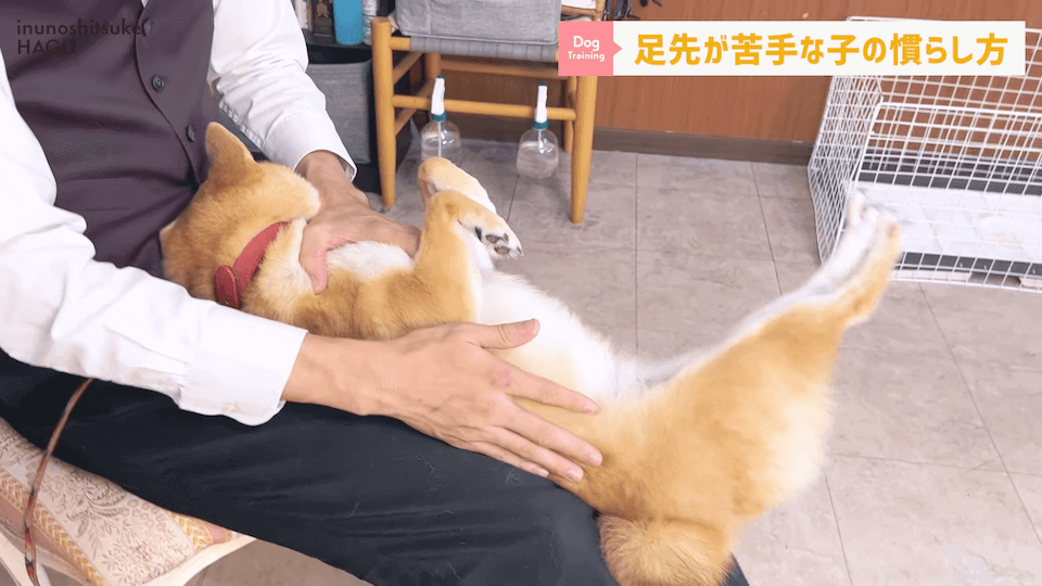 【初心者向け】抱っこに慣れていない飼い主さん必見！仰向け抱っこのやり方解説