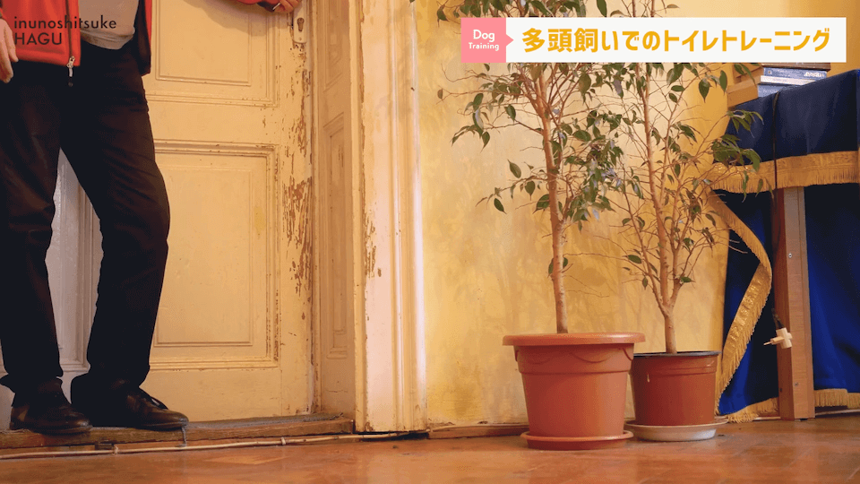どうすればいい？！多頭飼いのトイレトレーニング方法を解説！