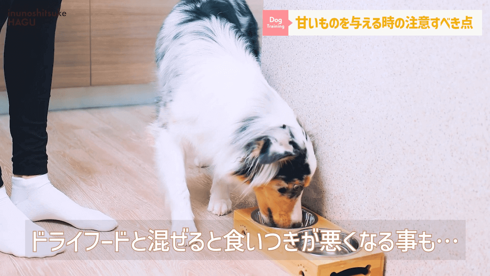 ワンちゃんに甘いものって大丈夫？「〇〇」には注意が必要です！