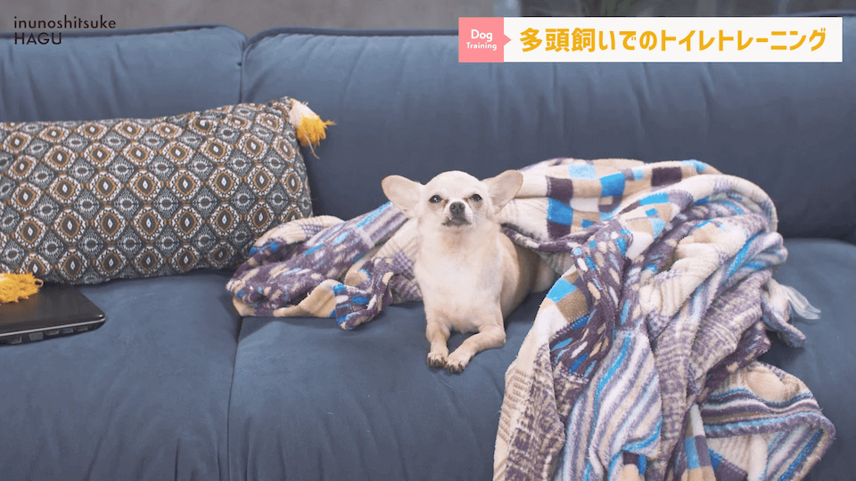 どうすればいい？！多頭飼いのトイレトレーニング方法を解説！