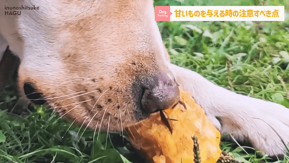 ワンちゃんに甘いものって大丈夫？「〇〇」には注意が必要です！