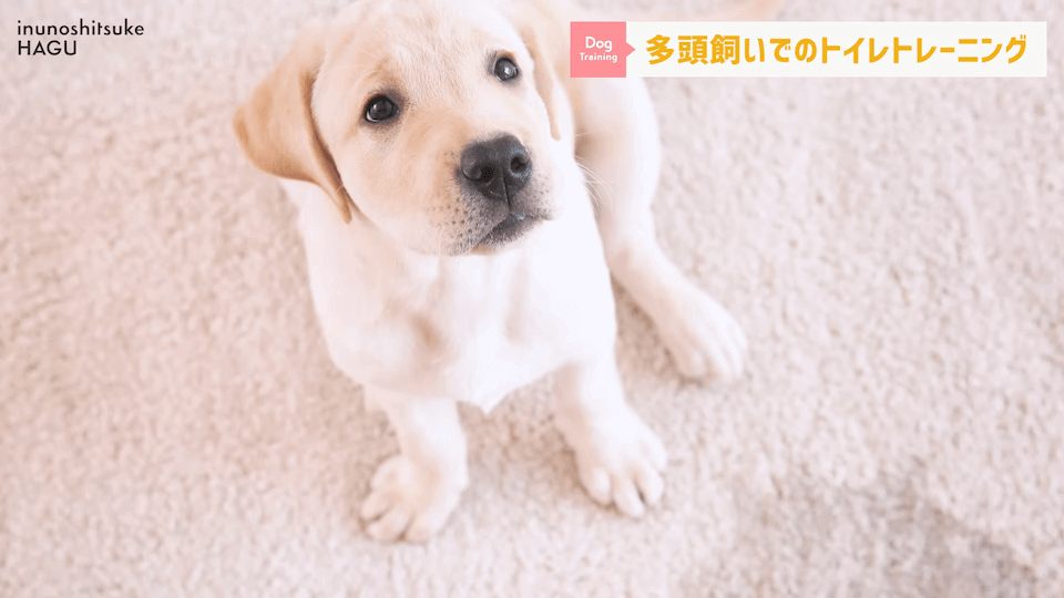 どうすればいい？！多頭飼いのトイレトレーニング方法を解説！