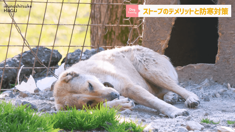 わんちゃんのあるある行動…その対策法をトレーナーが解説します！