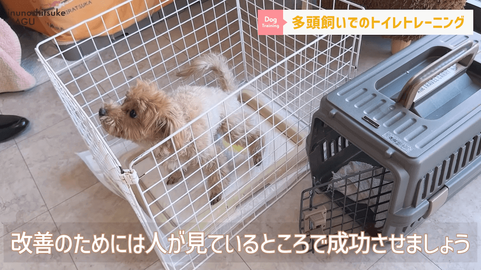 どうすればいい？！多頭飼いのトイレトレーニング方法を解説！