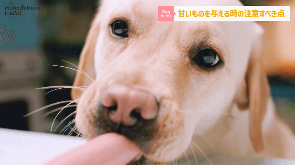 ワンちゃんに甘いものって大丈夫？「〇〇」には注意が必要です！