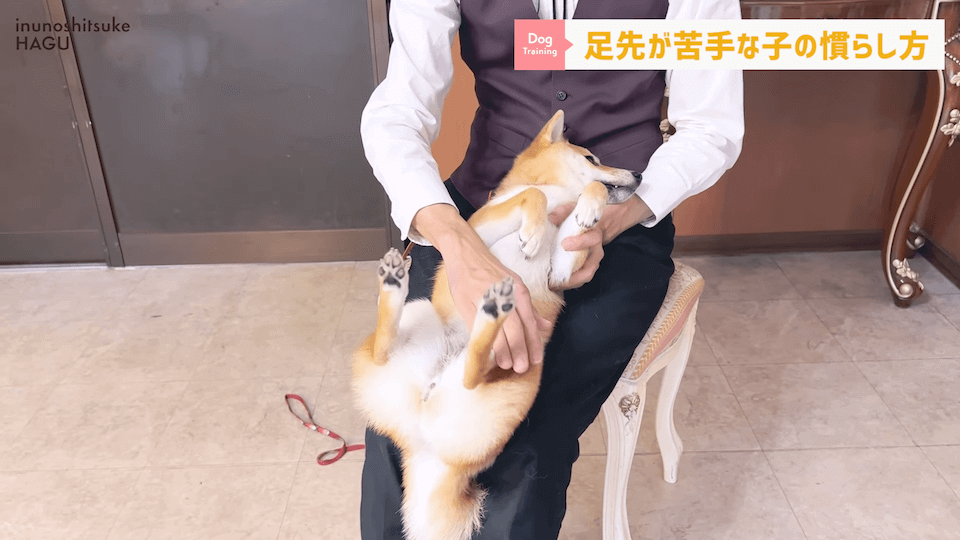 【初心者向け】抱っこに慣れていない飼い主さん必見！仰向け抱っこのやり方解説