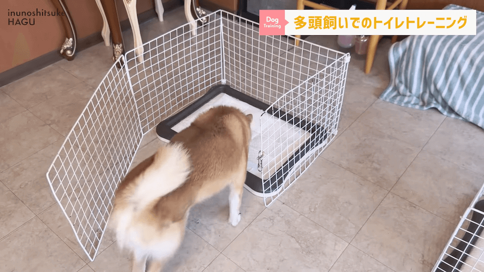 どうすればいい？！多頭飼いのトイレトレーニング方法を解説！