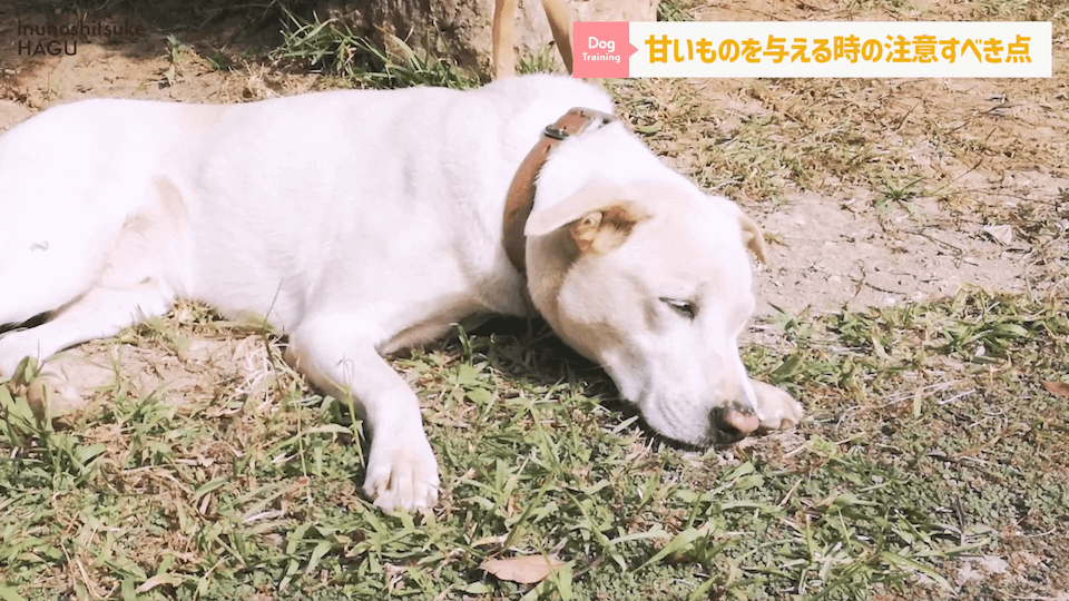 ワンちゃんに甘いものって大丈夫？「〇〇」には注意が必要です！