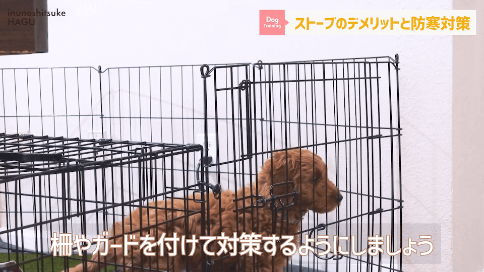 わんちゃんのあるある行動…その対策法をトレーナーが解説します！