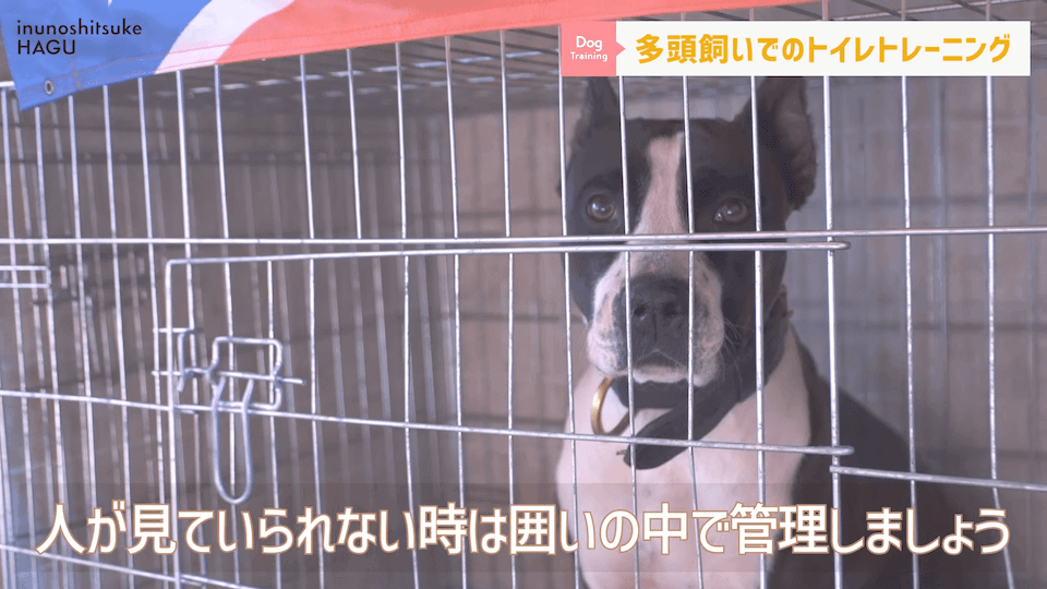 どうすればいい？！多頭飼いのトイレトレーニング方法を解説！