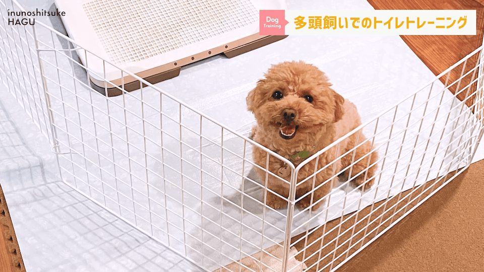 どうすればいい？！多頭飼いのトイレトレーニング方法を解説！
