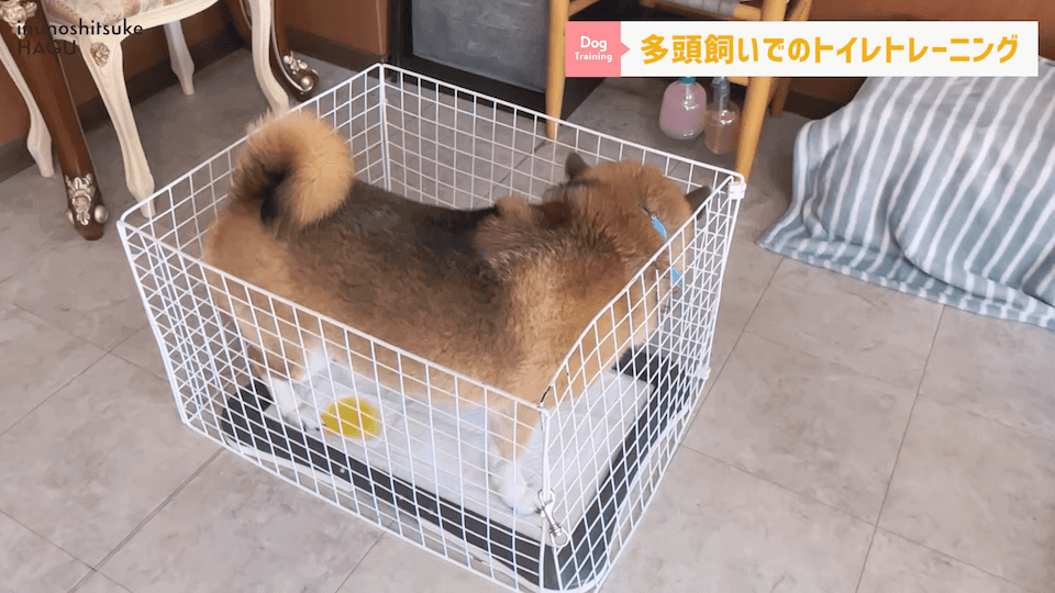 どうすればいい？！多頭飼いのトイレトレーニング方法を解説！