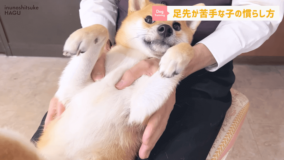 【初心者向け】抱っこに慣れていない飼い主さん必見！仰向け抱っこのやり方解説