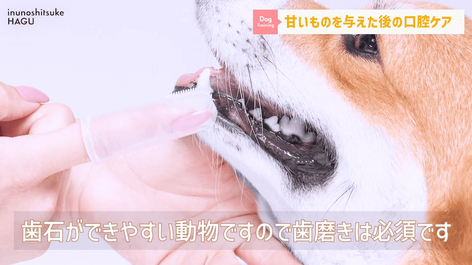 ワンちゃんに甘いものって大丈夫？「〇〇」には注意が必要です！