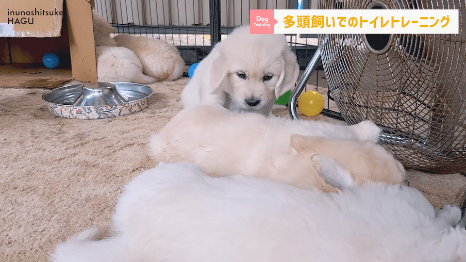 どうすればいい？！多頭飼いのトイレトレーニング方法を解説！