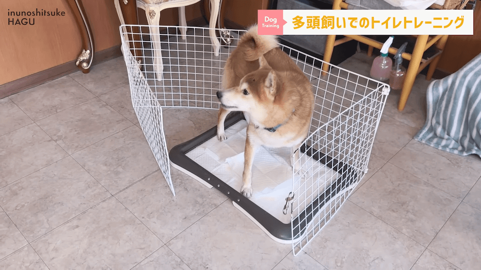どうすればいい？！多頭飼いのトイレトレーニング方法を解説！