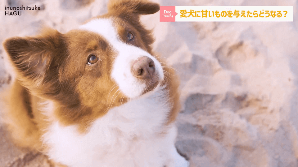 ワンちゃんに甘いものって大丈夫？「〇〇」には注意が必要です！
