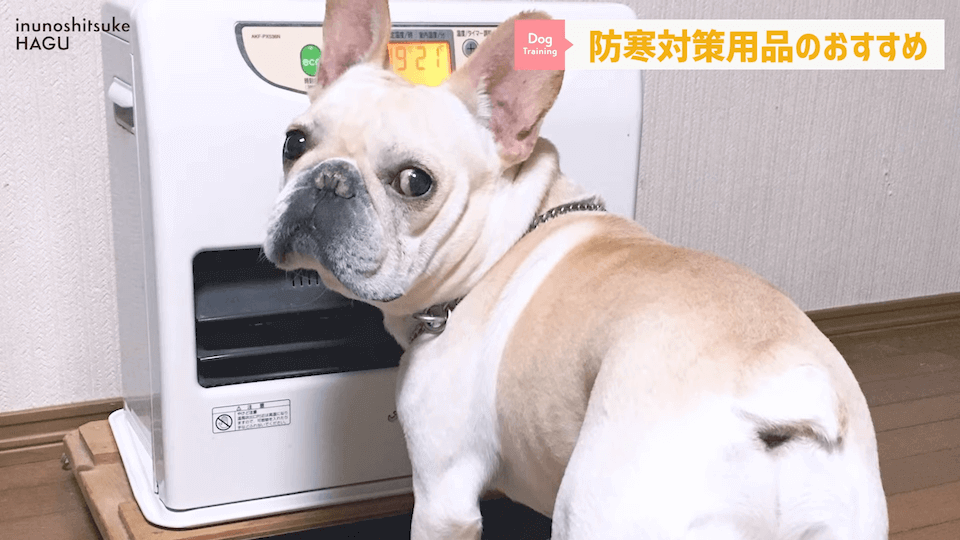わんちゃんのあるある行動…その対策法をトレーナーが解説します！
