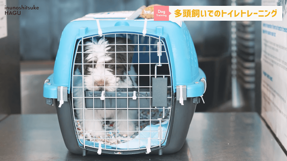 どうすればいい？！多頭飼いのトイレトレーニング方法を解説！