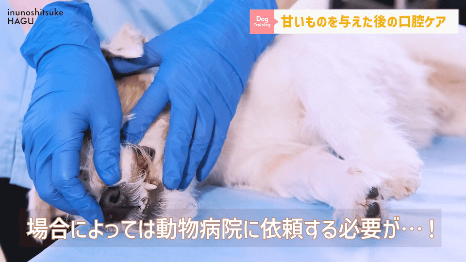 ワンちゃんに甘いものって大丈夫？「〇〇」には注意が必要です！