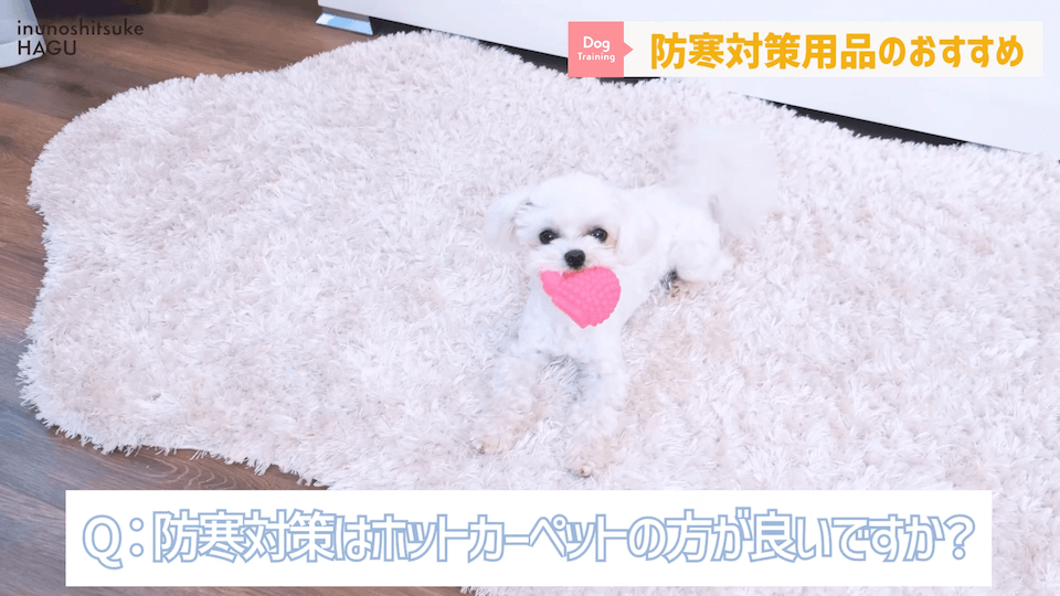 わんちゃんのあるある行動…その対策法をトレーナーが解説します！