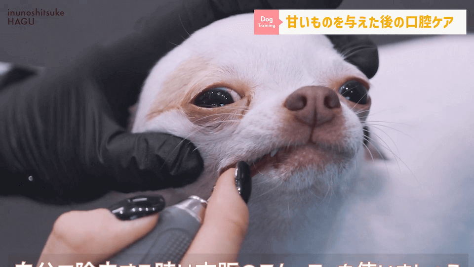 ワンちゃんに甘いものって大丈夫？「〇〇」には注意が必要です！