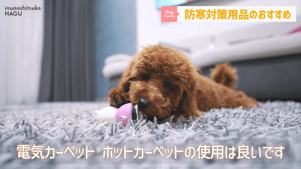 わんちゃんのあるある行動…その対策法をトレーナーが解説します！