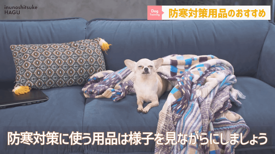 わんちゃんのあるある行動…その対策法をトレーナーが解説します！