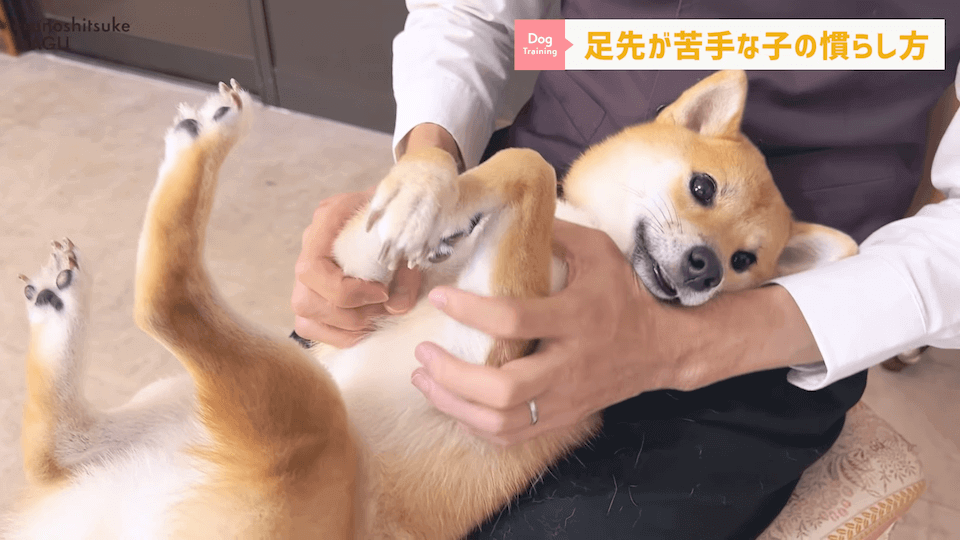 【初心者向け】抱っこに慣れていない飼い主さん必見！仰向け抱っこのやり方解説
