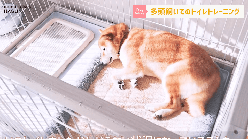 どうすればいい？！多頭飼いのトイレトレーニング方法を解説！