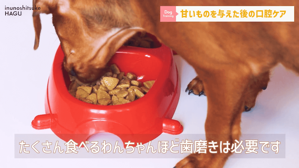 ワンちゃんに甘いものって大丈夫？「〇〇」には注意が必要です！