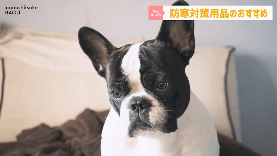 わんちゃんのあるある行動…その対策法をトレーナーが解説します！