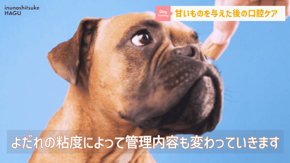 ワンちゃんに甘いものって大丈夫？「〇〇」には注意が必要です！
