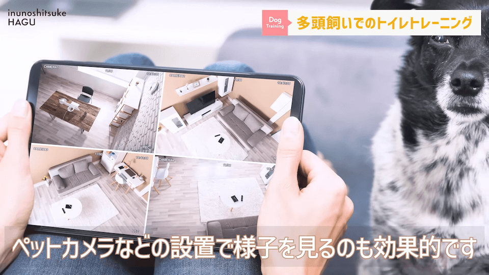どうすればいい？！多頭飼いのトイレトレーニング方法を解説！