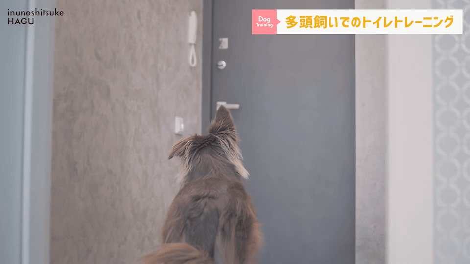 どうすればいい？！多頭飼いのトイレトレーニング方法を解説！