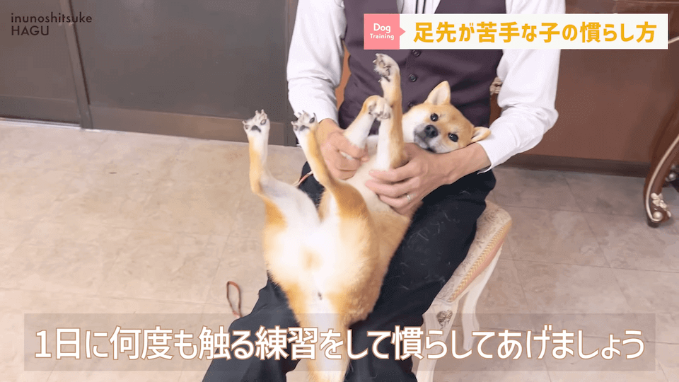【初心者向け】抱っこに慣れていない飼い主さん必見！仰向け抱っこのやり方解説