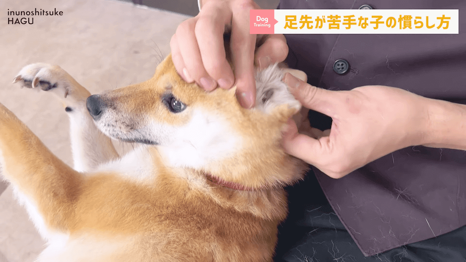 【初心者向け】抱っこに慣れていない飼い主さん必見！仰向け抱っこのやり方解説