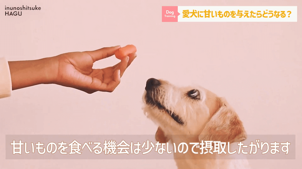 ワンちゃんに甘いものって大丈夫？「〇〇」には注意が必要です！