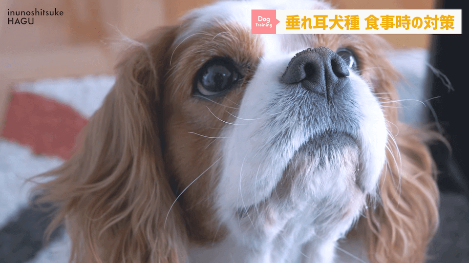 わんちゃんのあるある行動…その対策法をトレーナーが解説します！
