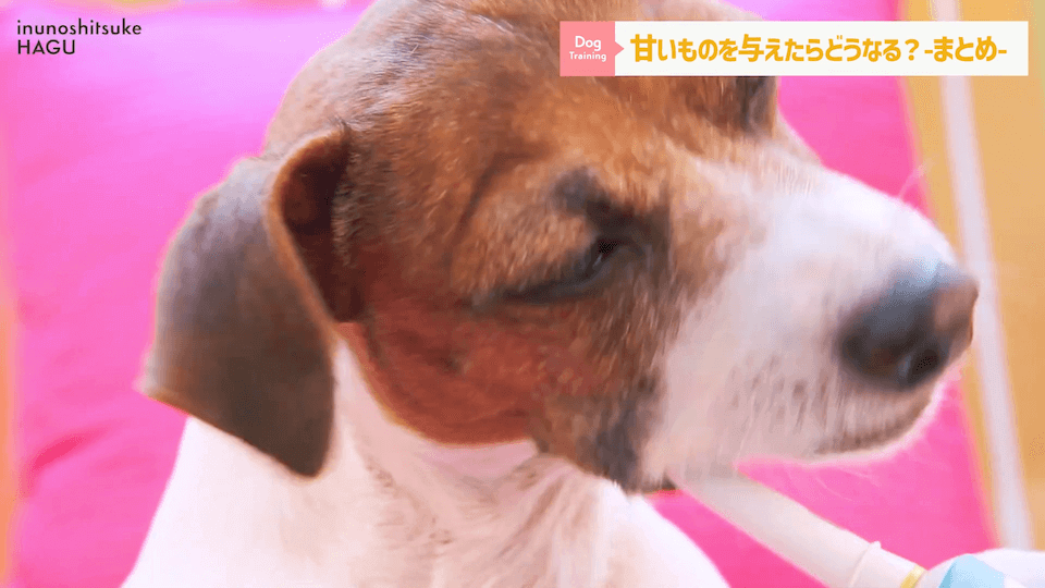 ワンちゃんに甘いものって大丈夫？「〇〇」には注意が必要です！