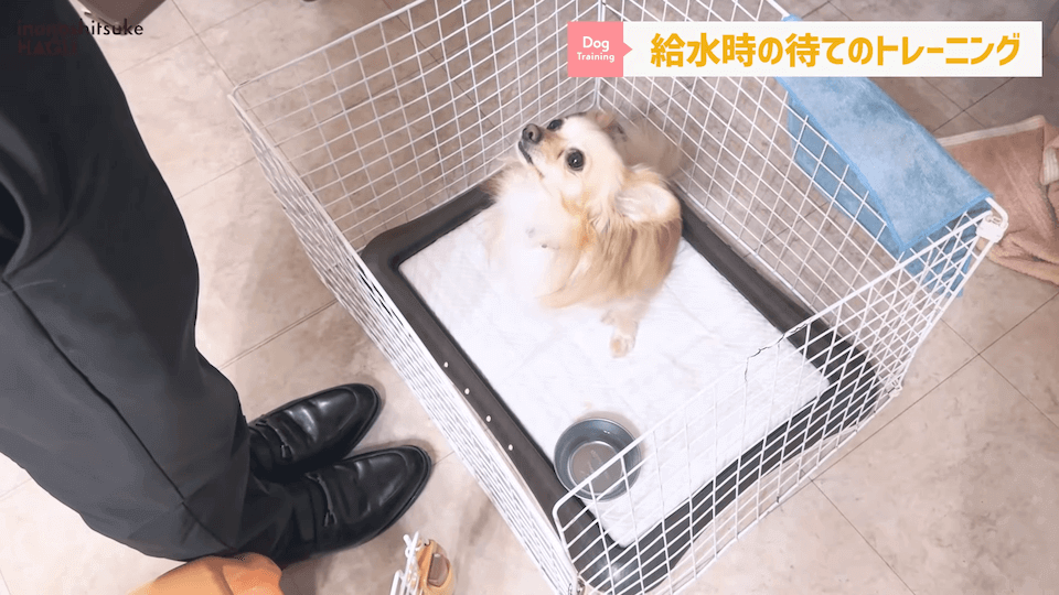 わんちゃんのあるある行動…その対策法をトレーナーが解説します！