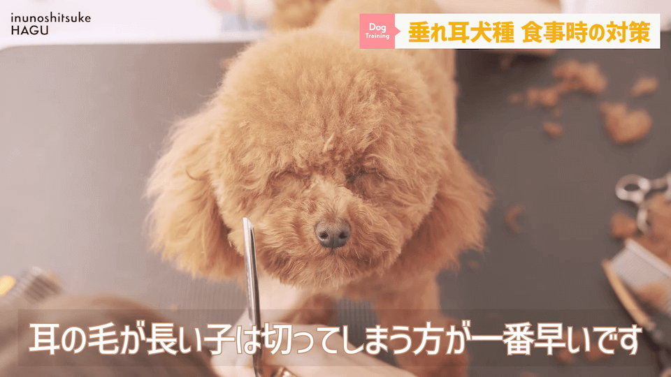 わんちゃんのあるある行動…その対策法をトレーナーが解説します！