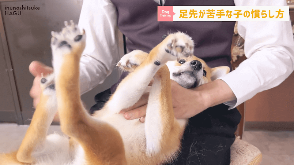 【初心者向け】抱っこに慣れていない飼い主さん必見！仰向け抱っこのやり方解説
