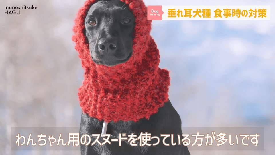 わんちゃんのあるある行動…その対策法をトレーナーが解説します！