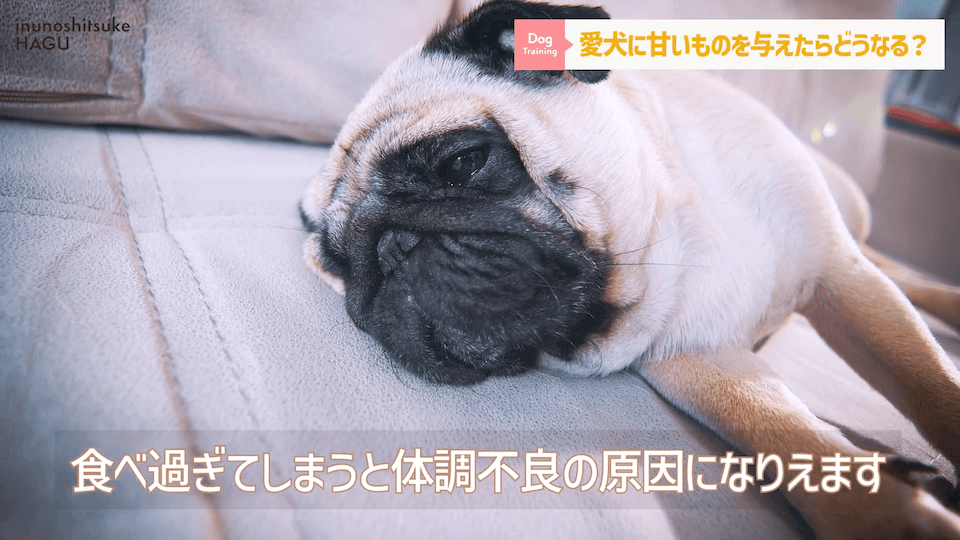 ワンちゃんに甘いものって大丈夫？「〇〇」には注意が必要です！