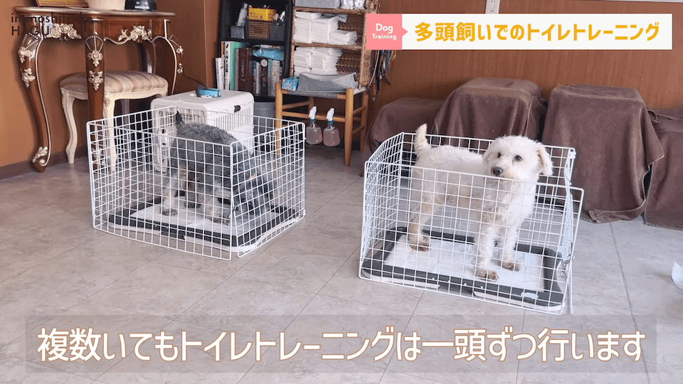 どうすればいい？！多頭飼いのトイレトレーニング方法を解説！