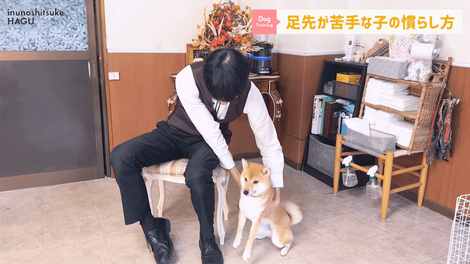【初心者向け】抱っこに慣れていない飼い主さん必見！仰向け抱っこのやり方解説