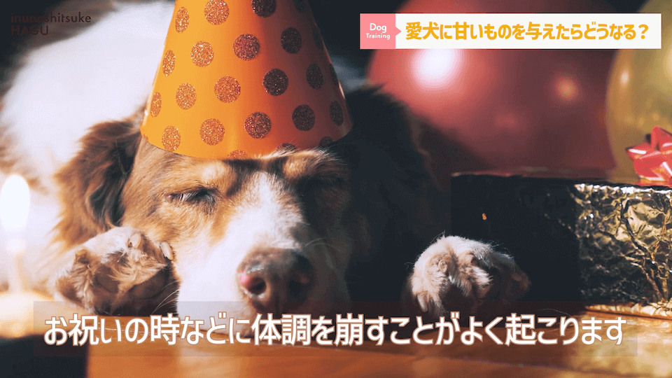 ワンちゃんに甘いものって大丈夫？「〇〇」には注意が必要です！